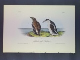 Audubon First Edition Octavo Plate No. 475 Slender-billed Guillemot
