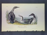 Audubon First Edition Octavo Plate No. 477 Black-throated Diver