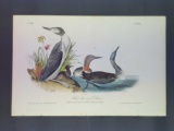 Audubon First Edition Octavo Plate No. 478 Red-throated Diver