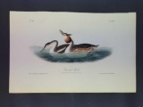 Audubon First Edition Octavo Plate No. 479 Crested Grebe