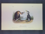Audubon First Edition Octavo Plate No. 480 Red-necked Grebe