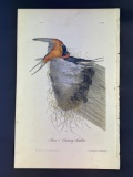 Audubon First Edition Octavo Plate No. 48 Barn or Chimney Swallow