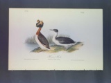 Audubon First Edition Octavo Plate No. 481 Horned Grebe