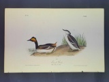 Audubon First Edition Octavo Plate No. 482 Eared Grebe