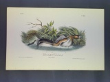 Audubon First Edition Octavo Plate No. 483 Pied-billed Dobchick