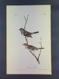 Audubon First Edition Octavo Plate No. 484 Harris' Finch