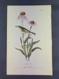Audubon First Edition Octavo Plate No. 485 Bell's Vireo