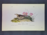 Audubon First Edition Octavo Plate No. 486 Sprague's Missouri Lark