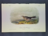 Audubon First Edition Octavo Plate No. 487 Smith's Lark Bunting