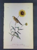 Audubon First Edition Octavo Plate No. 488 Le Conte's Sharp-tailed Bunting