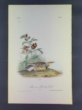 Audubon First Edition Octavo Plate No. 489 Missouri Meadow Lark