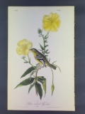 Audubon First Edition Octavo Plate No. 490 Yellow-bellied Flycatcher
