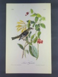 Audubon First Edition Octavo Plate No. 491 Least Flycatcher