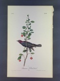 Audubon First Edition Octavo Plate No. 492 Brewers Black-bird