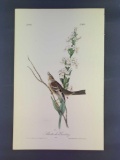 Audubon First Edition Octavo Plate No. 493 Shattucks Bunting