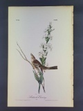 Audubon First Edition Octavo Plate No. 493 Shattucks Bunting