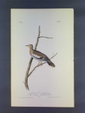 Audubon First Edition Octavo Plate No.496 The Texan Turtle Dove