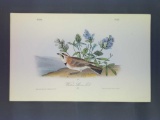 Audubon First Edition Octavo Plate No. 497 Western Shore Lark