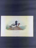 Audubon First Edition Octavo Plate No. 498 Common Scaup Duck