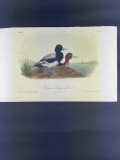 Audubon First Edition Octavo Plate No. 498 Common Scaup Duck