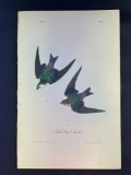 Audubon First Edition Octavo Plate No. 49 Violet-Green Swallow