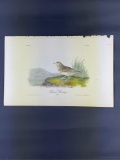 Audubon First Edition Octavo Plate No.500 Baird's Bunting