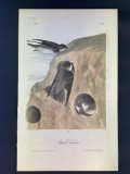 Audubon First Edition Octavo Plate No. 50 Bank Swallow