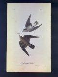 Audubon First Edition Octavo Plate No. 51 Rough-winged Swallow