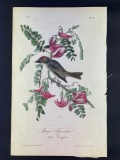 Audubon First Edition Octavo Plate No. 55 Pipiry Flycatcher