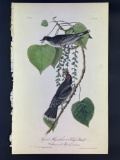 Audubon First Edition Octavo Plate No. 56 Tyrant Flycatcher or King Bird