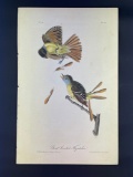Audubon First Edition Octavo Plate No. 57 Great Crested Flycatcher