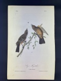 Audubon First Edition Octavo Plate No. 59 Say's Flycatcher