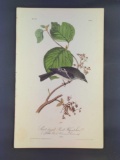 Audubon First Edition Octavo Plate No. 61 Short-legged Pewit Flycatcher