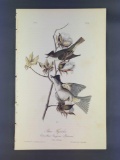 Audubon First Edition Octavo Plate No. 63 Pewee Flycatcher