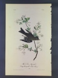 Audubon First Edition Octavo Plate No. 64 Wood Pewee Flycatcher
