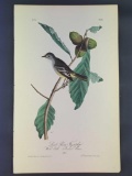 Audubon First Edition Octavo Plate No. 66 Least Pewee Flycatcher