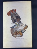 Audubon 1st Ed. Octavo Pl. 7 Red-tailed Buzzard