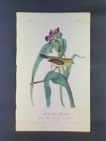 Audubon First Edition Octavo Plate No. 67 Small-headed Flycatcher