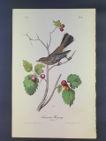 Audubon First Edition Octavo Plate No. 69 Townsend's Ptilogonys