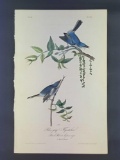 Audubon First Edition Octavo Plate No 70 Blue-grey Flycatcher