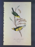 Audubon First Edition Octavo Plate No 71 Hooded Flycatching Warbler