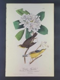 Audubon First Edition Octavo Plate No. 72 Canada Flycatcher