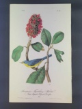 Audubon First Edition Octavo Plate No 73 Bonaparte's Flycatching-Warbler