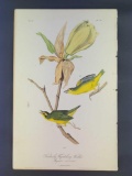 Audubon First Edition Octavo Plate No. 74 Kentucky Flycatching-Warbler