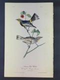 Audubon First Edition Octavo Plate No 77 Audubon's Wood-Warbler