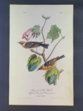 Audubon First Edition Octavo Plate No 80 Bay-breasted Wood-Warbler