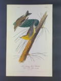 Audubon First Edition Octavo Plate No 82 Pine-creeping Wood-Warbler