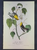 Audubon First Edition Octavo Plate No 83 Hemlock Warbler