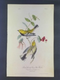 Audubon First Edition Octavo Plate No 84 Black-throated Green Wood Warbler