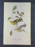 Audubon First Edition Octavo Plate No 85 Cape May Wood-Warbler